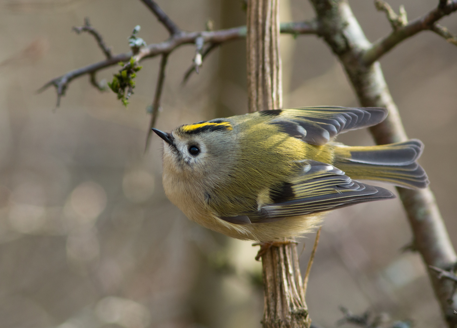 Wintergoldhähnchen