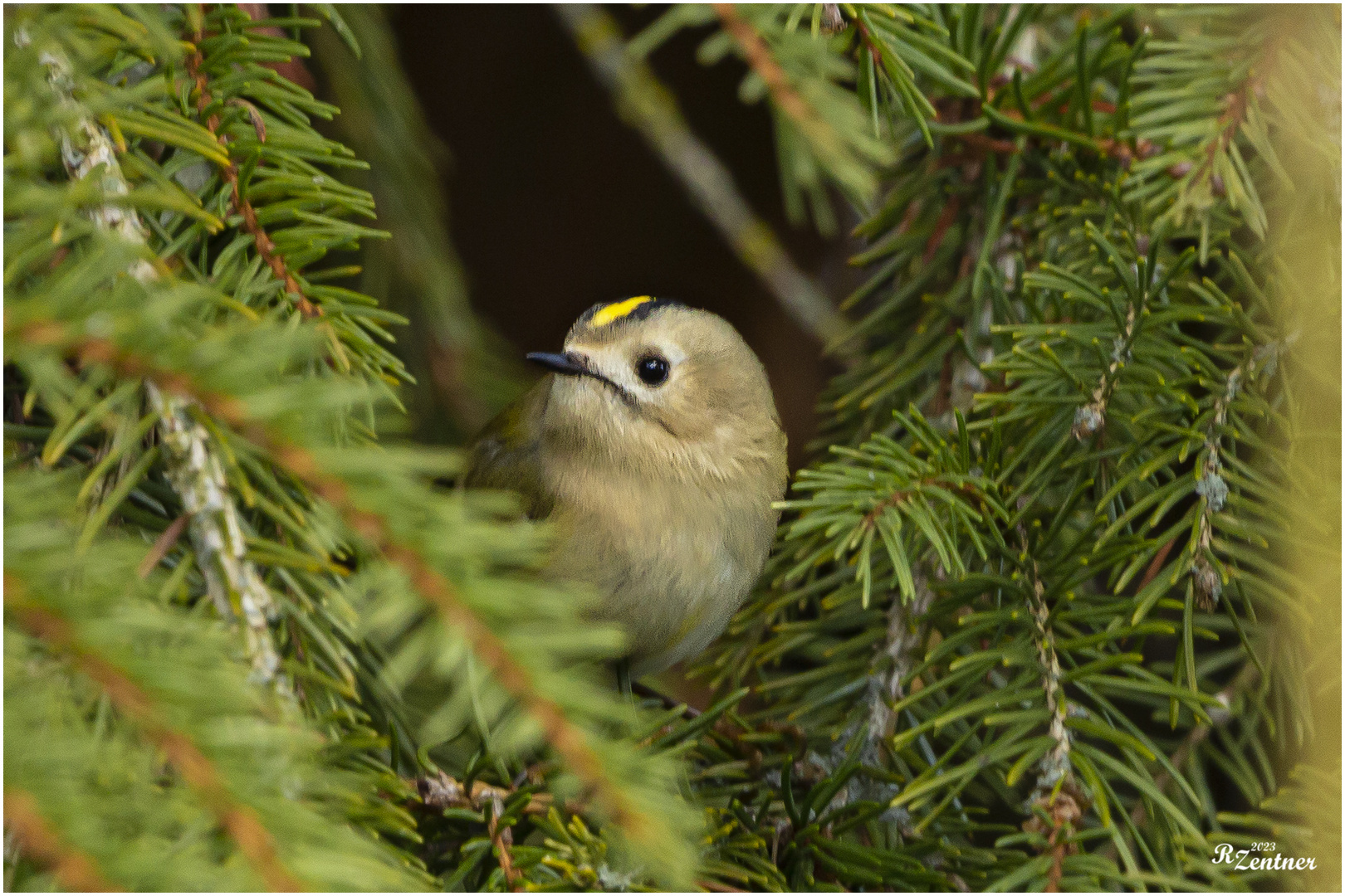 Wintergoldhähnchen