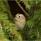 Wintergoldhähnchen