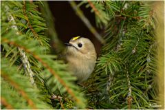 Wintergoldhähnchen