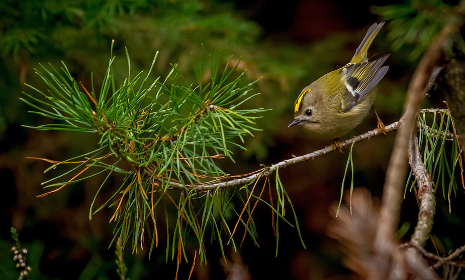 Wintergoldhähnchen