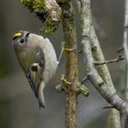 Wintergoldhähnchen...