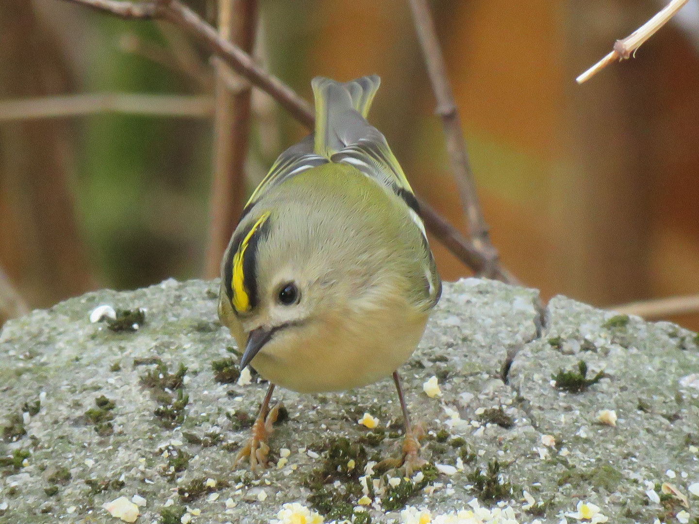 Wintergoldhähnchen