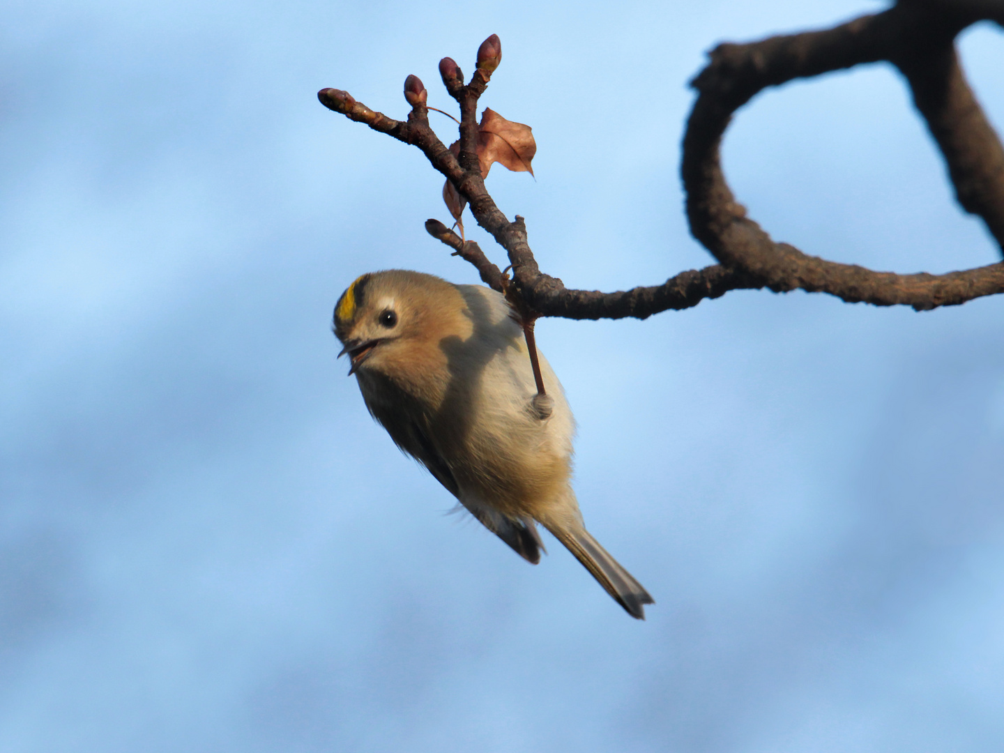 Wintergoldhähnchen