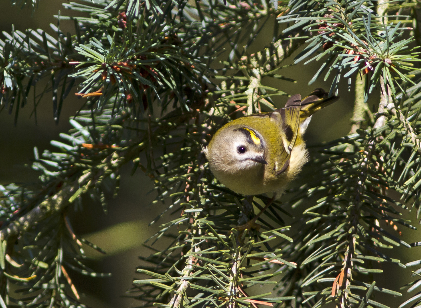 Wintergoldhähnchen