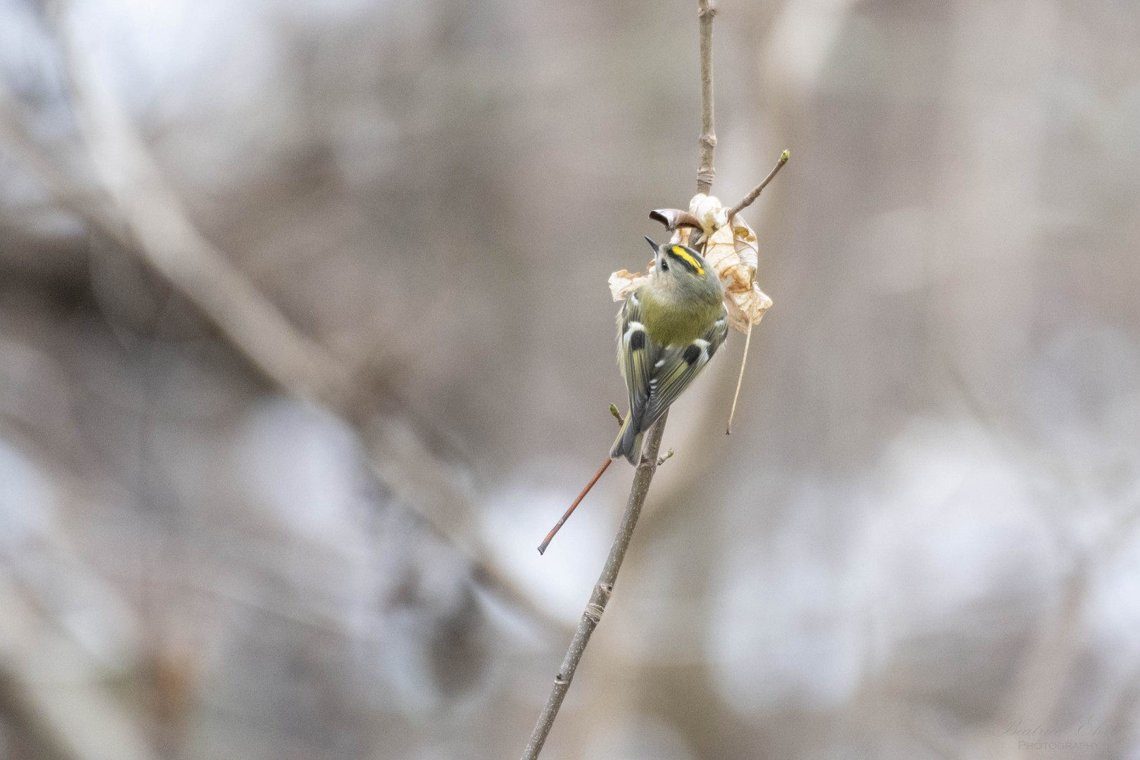 Wintergoldhähnchen