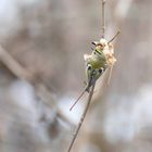 Wintergoldhähnchen