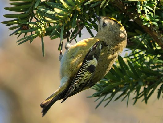 Wintergoldhähnchen
