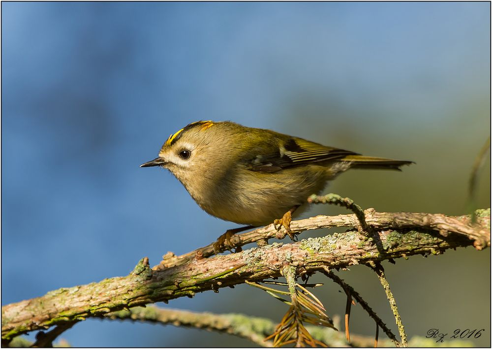 Wintergoldhähnchen