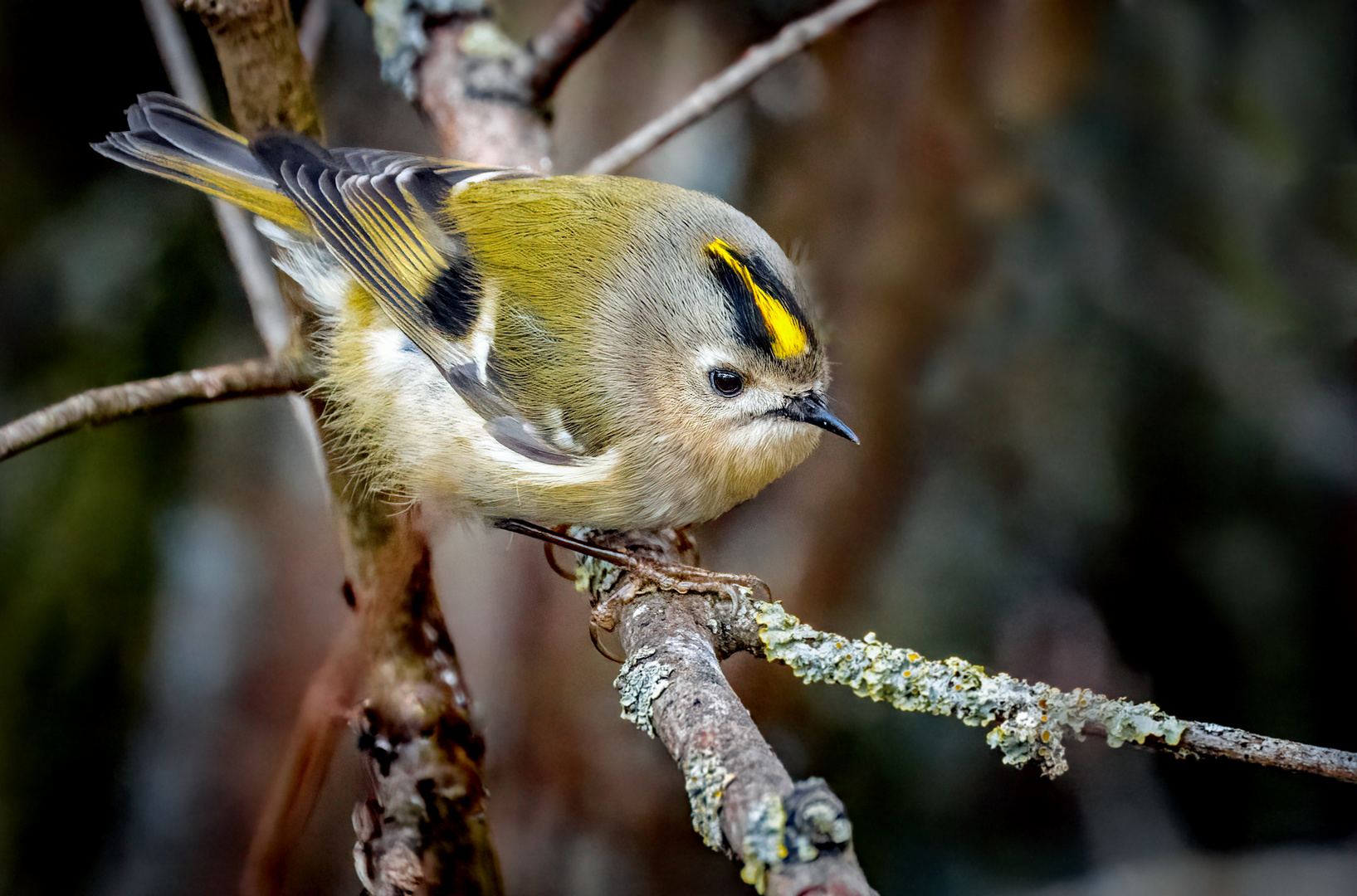 WINTERGOLDHÄHNCHEN