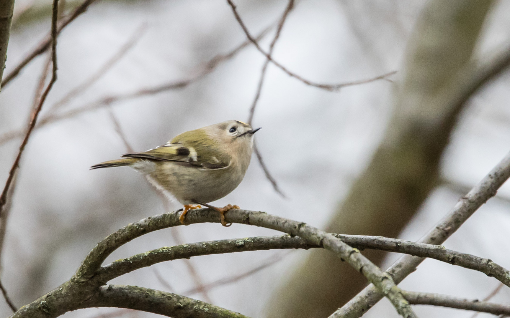 Wintergoldhähnchen