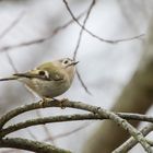 Wintergoldhähnchen