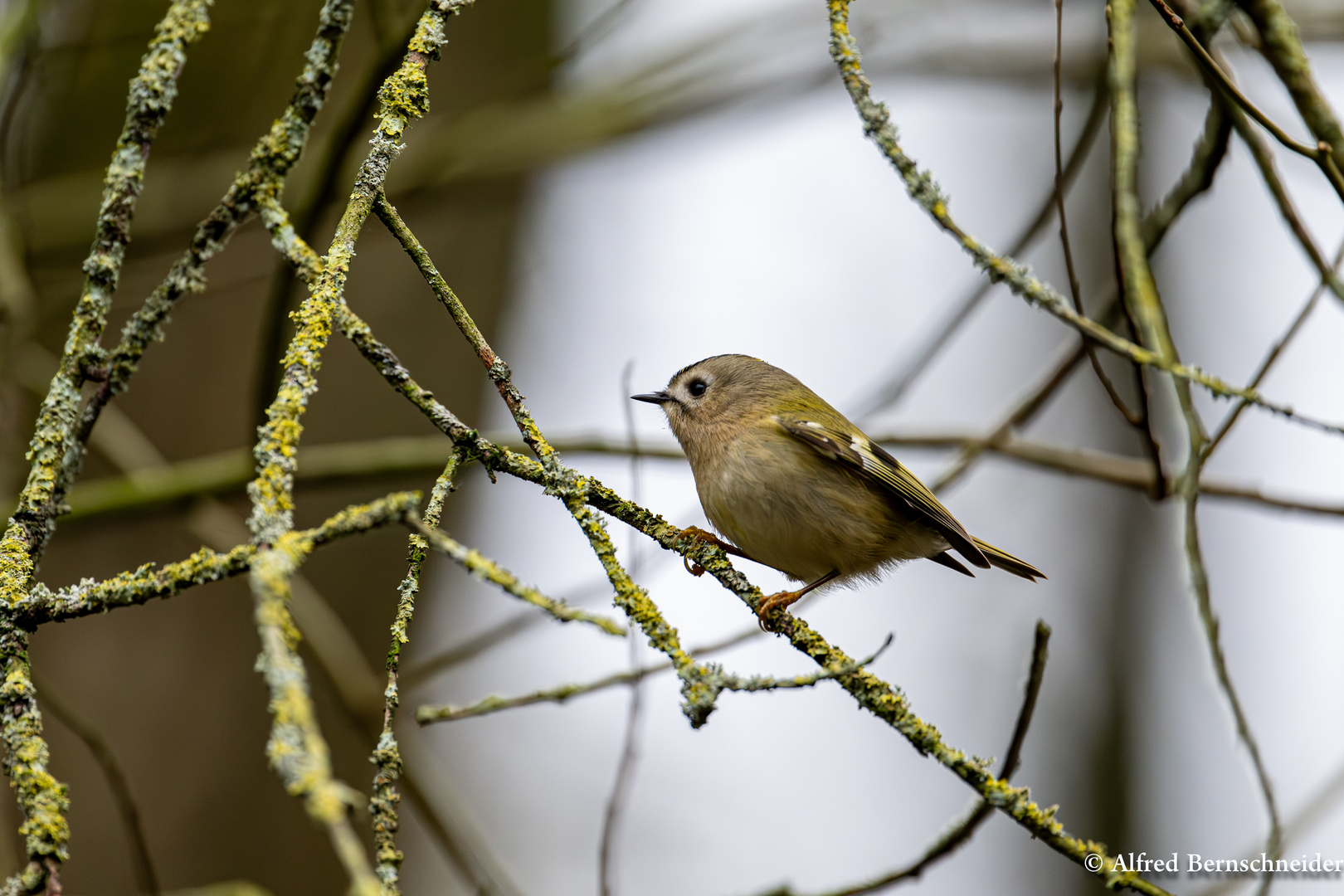 Wintergoldhähnchen