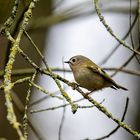 Wintergoldhähnchen