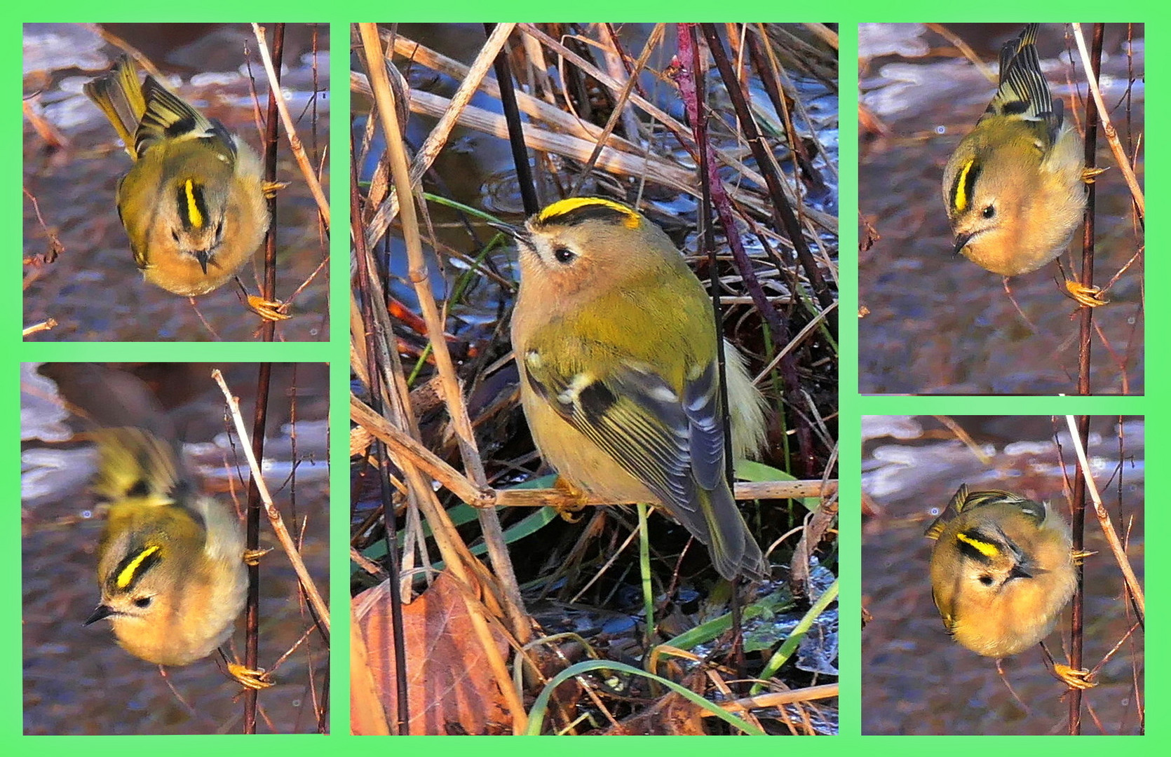 .... Wintergoldhähnchen