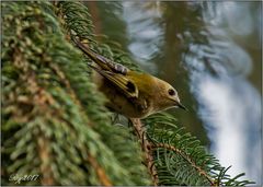 Wintergoldhähnchen