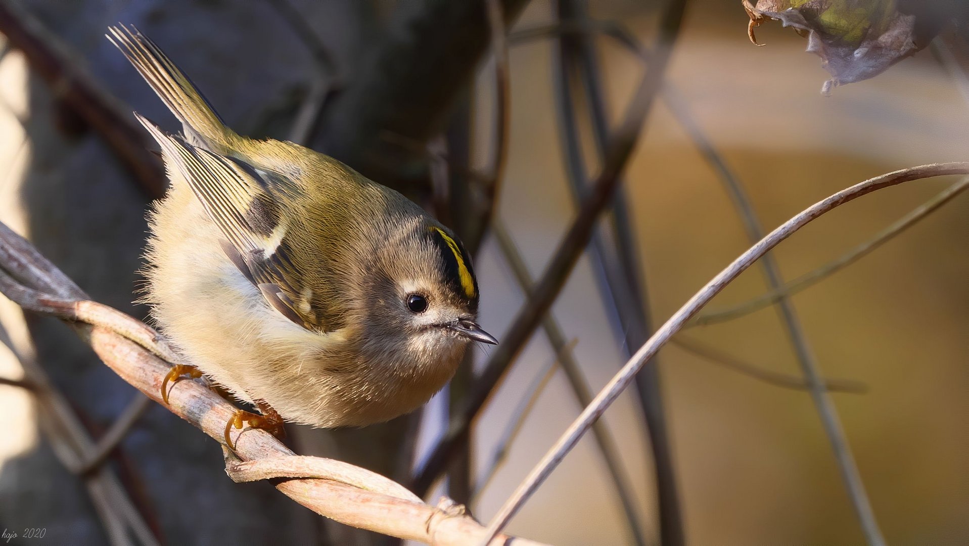 * Wintergoldhähnchen *