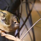 * Wintergoldhähnchen *