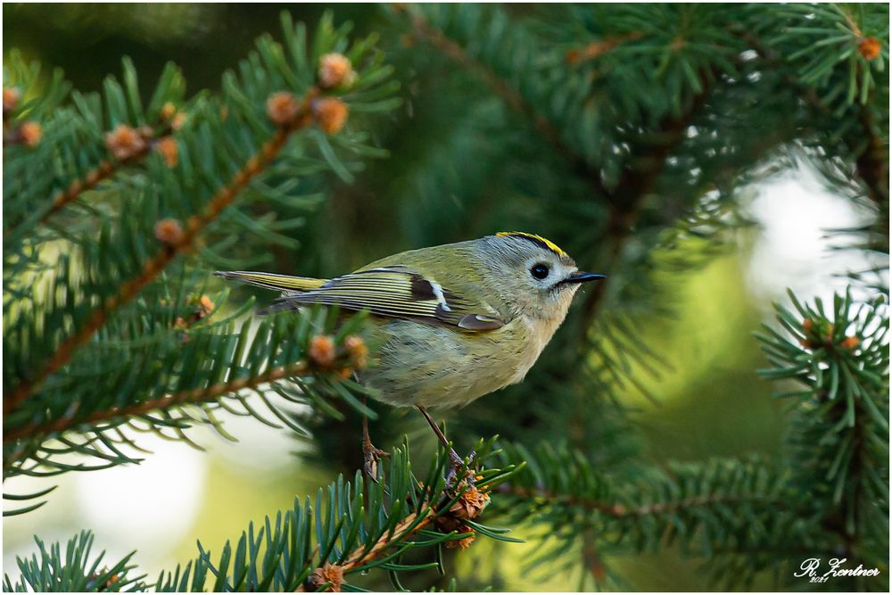 Wintergoldhähnchen