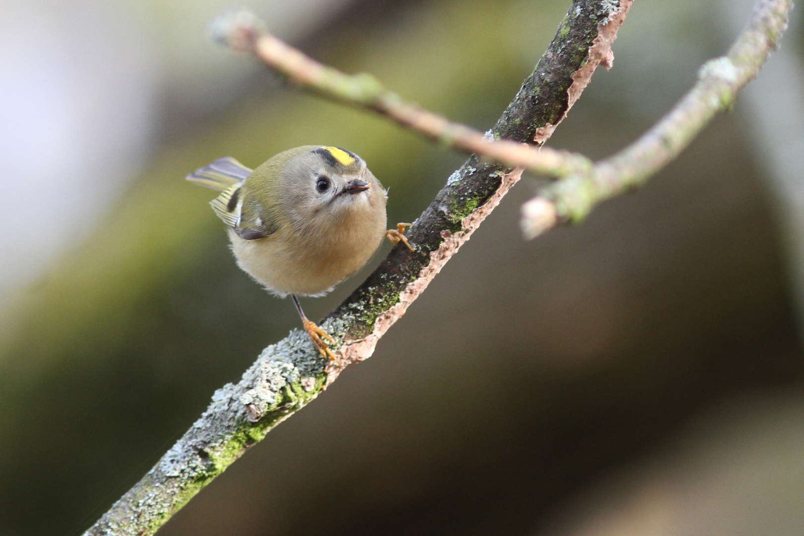 Wintergoldhähnchen