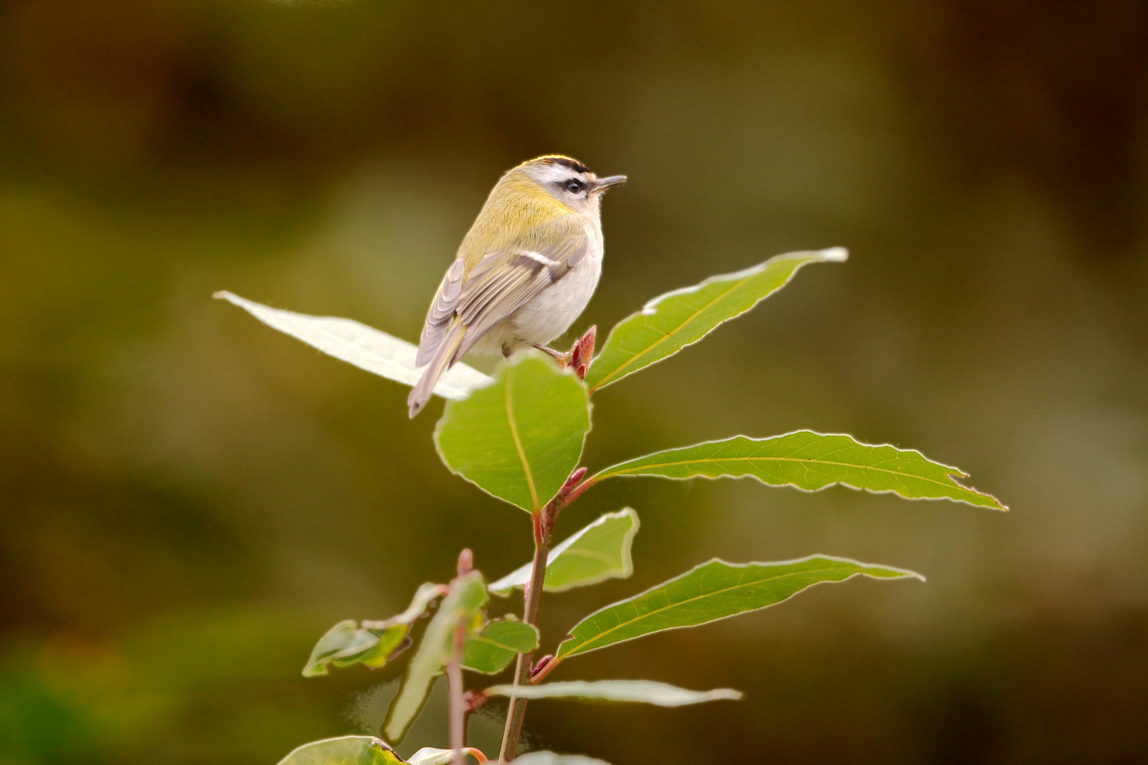 Wintergoldhähnchen