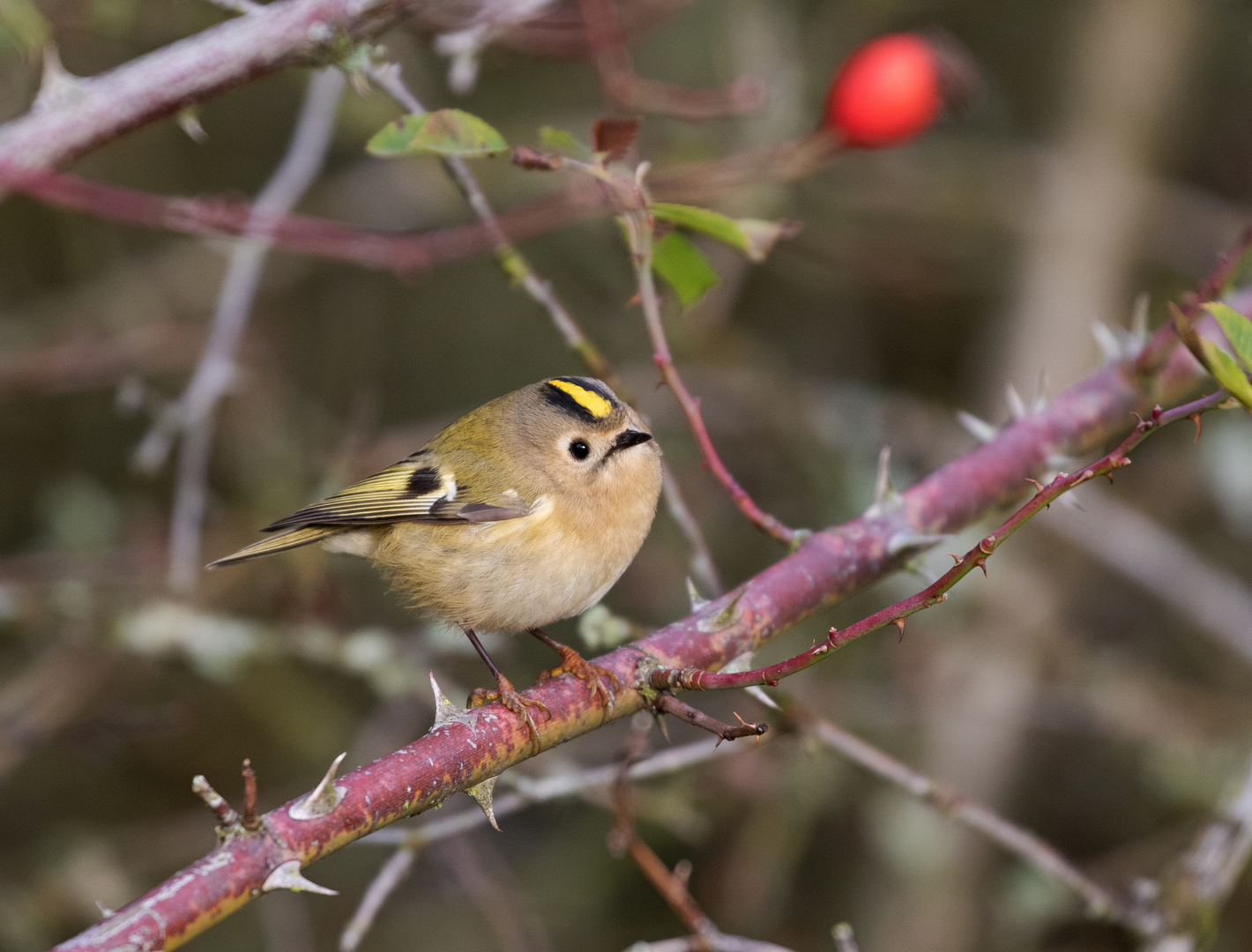 Wintergoldhähnchen