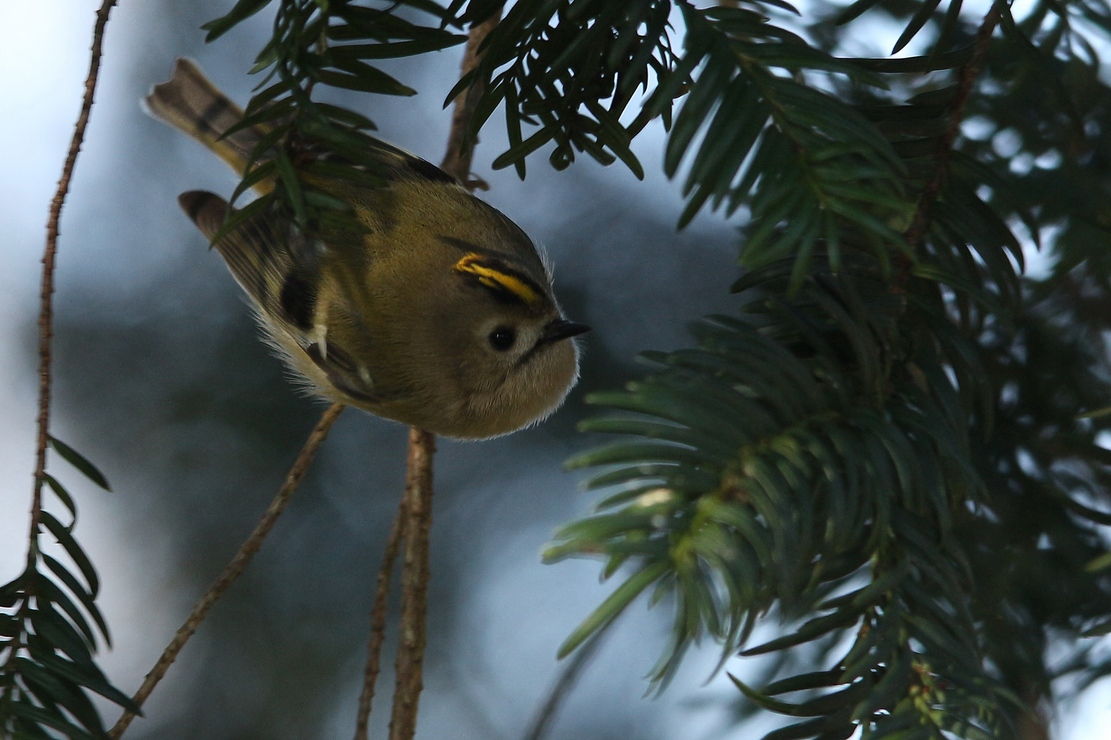 Wintergoldhähnchen