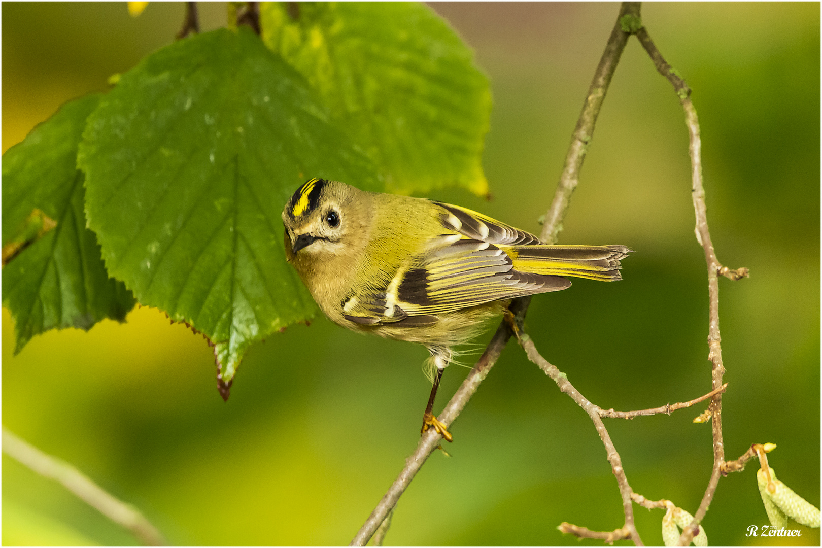 Wintergoldhähnchen