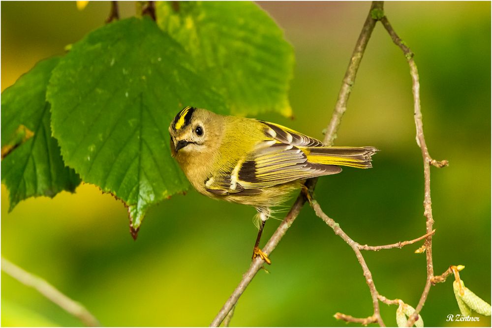 Wintergoldhähnchen