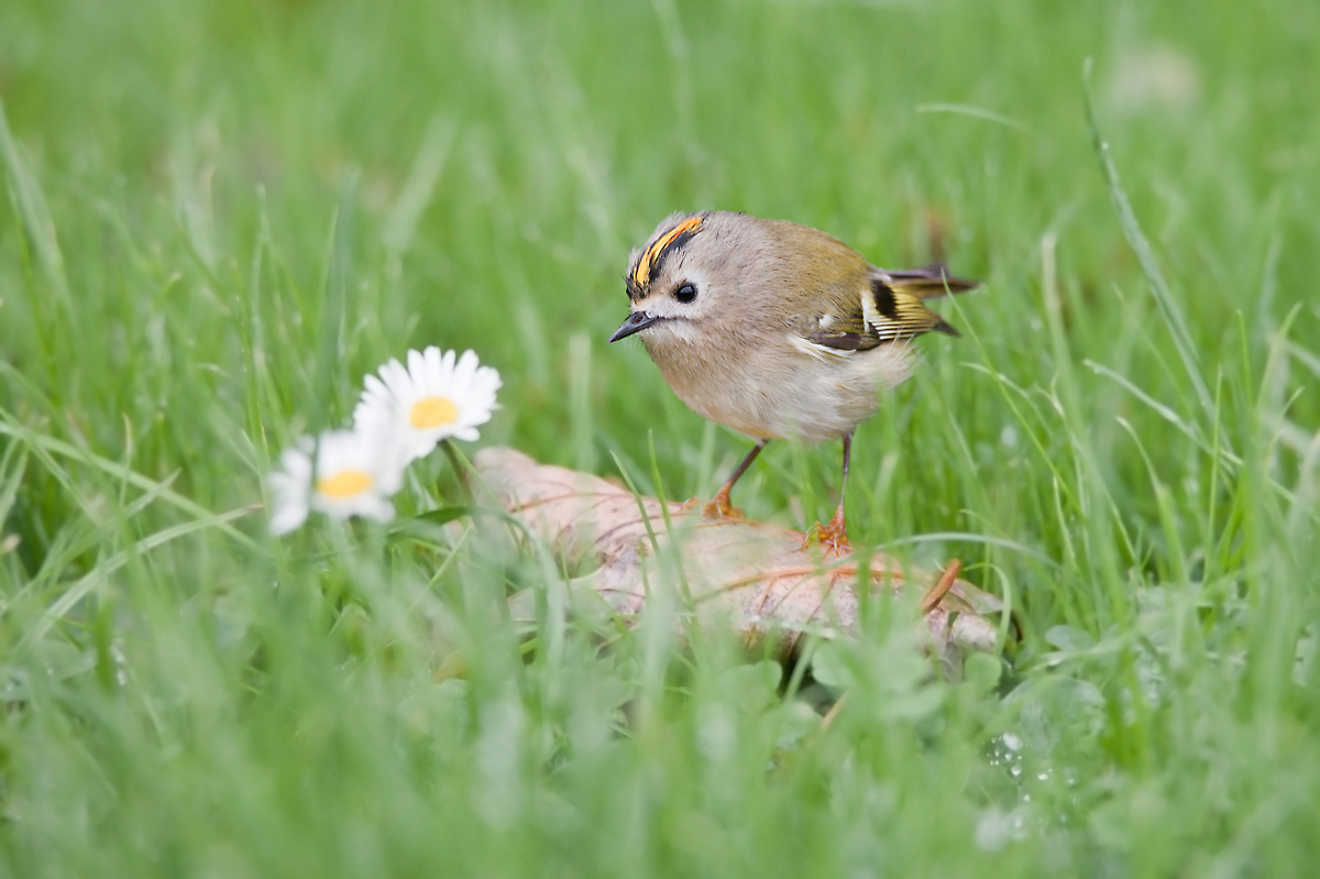 Wintergoldhähnchen