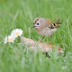 Wintergoldhähnchen