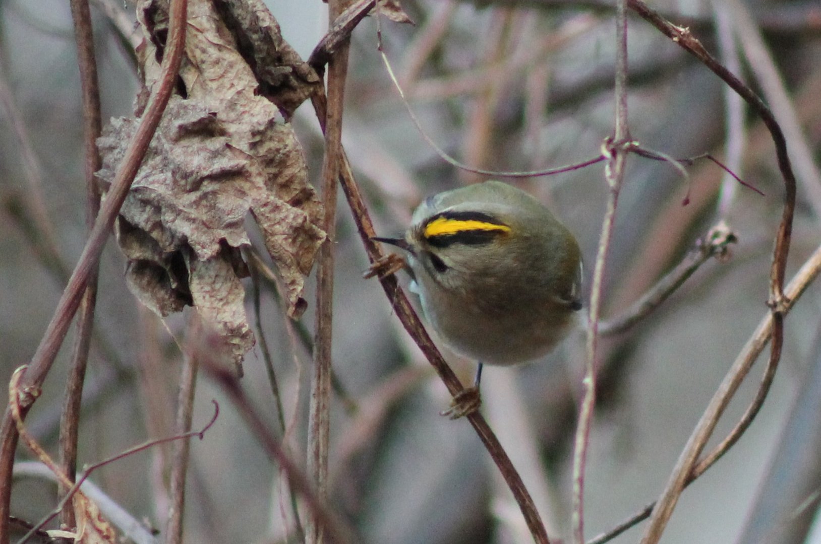 Wintergoldhähnchen