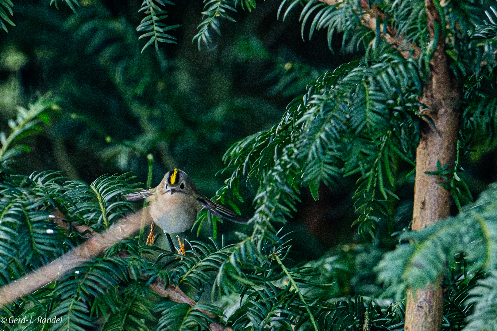 Wintergoldhähnchen