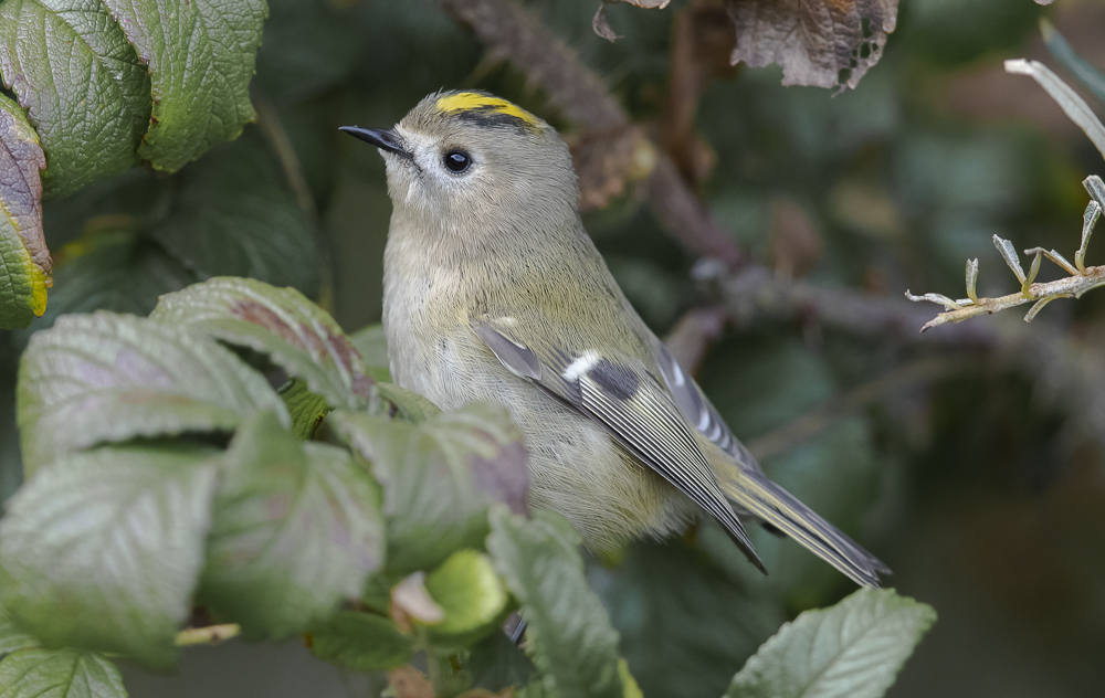 Wintergoldhähnchen