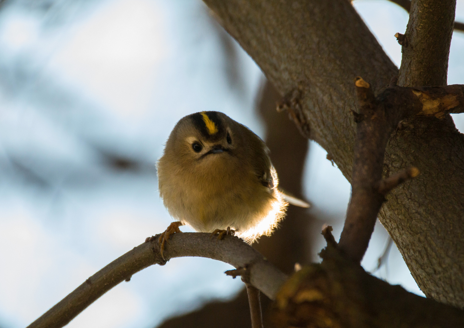 Wintergoldhähnchen