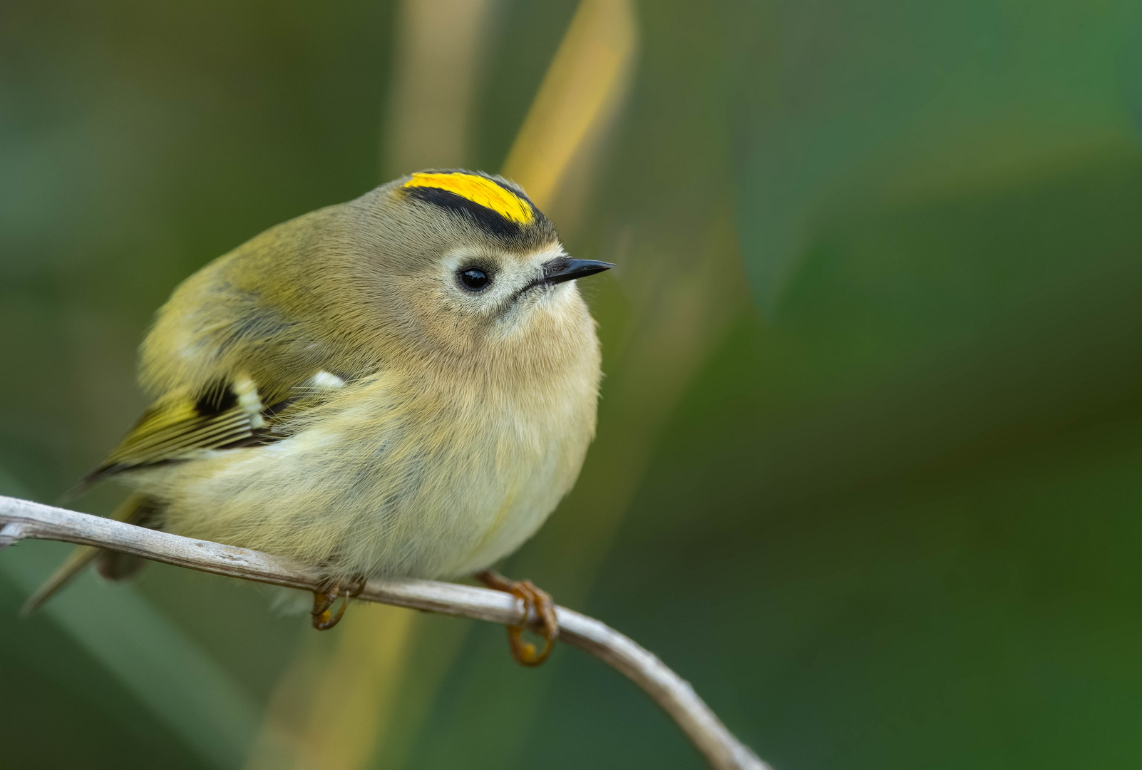 Wintergoldhähnchen