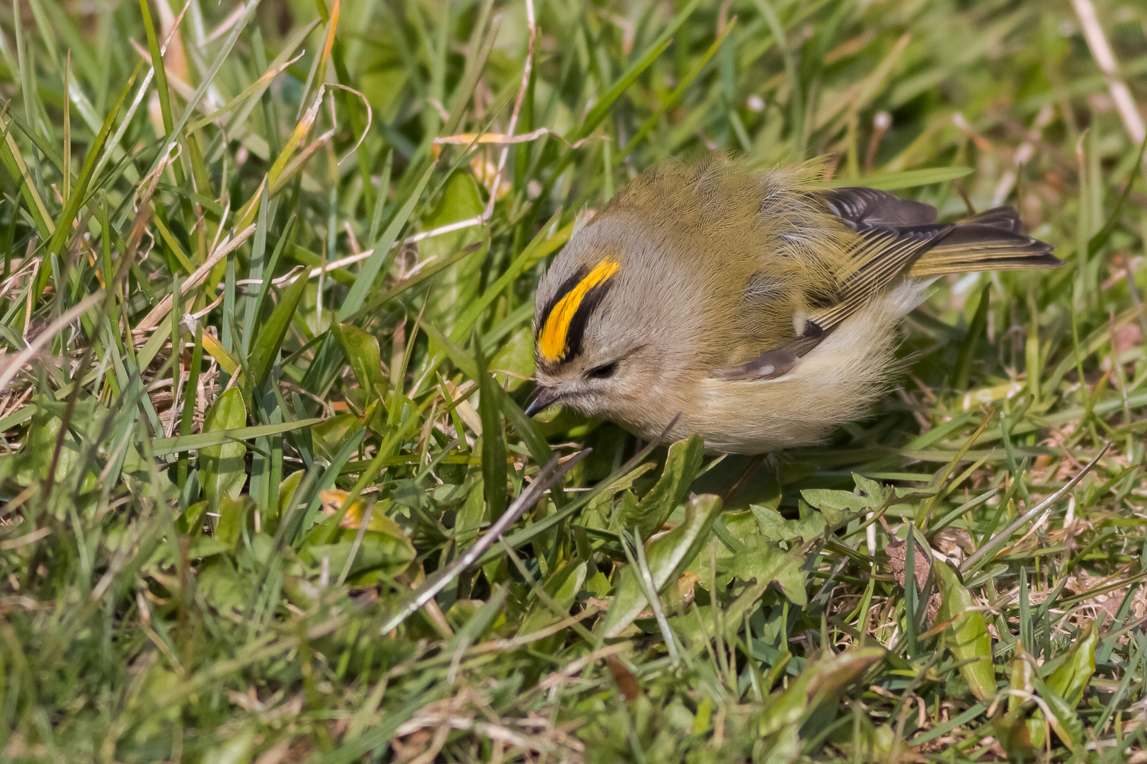 Wintergoldhähnchen