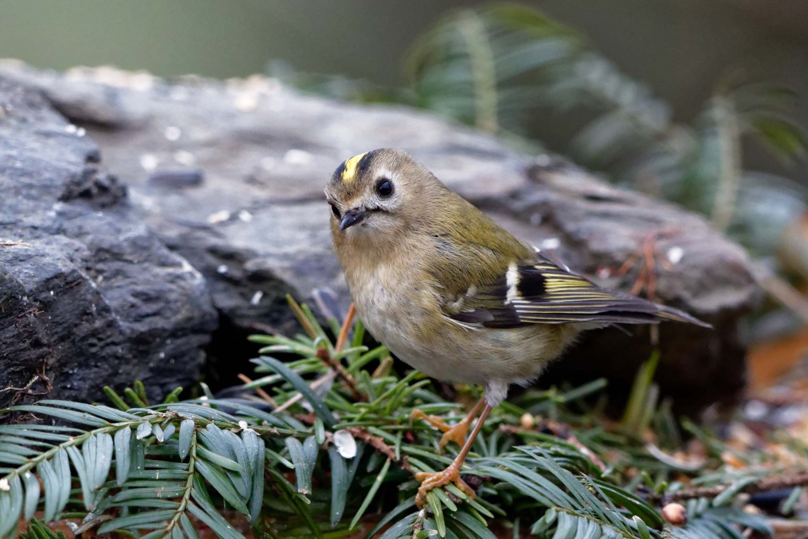 Wintergoldhähnchen