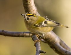 Wintergoldhähnchen