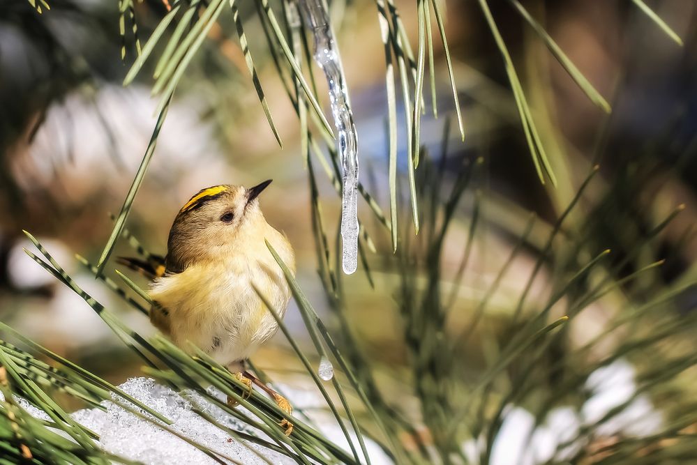 Wintergoldhähnchen