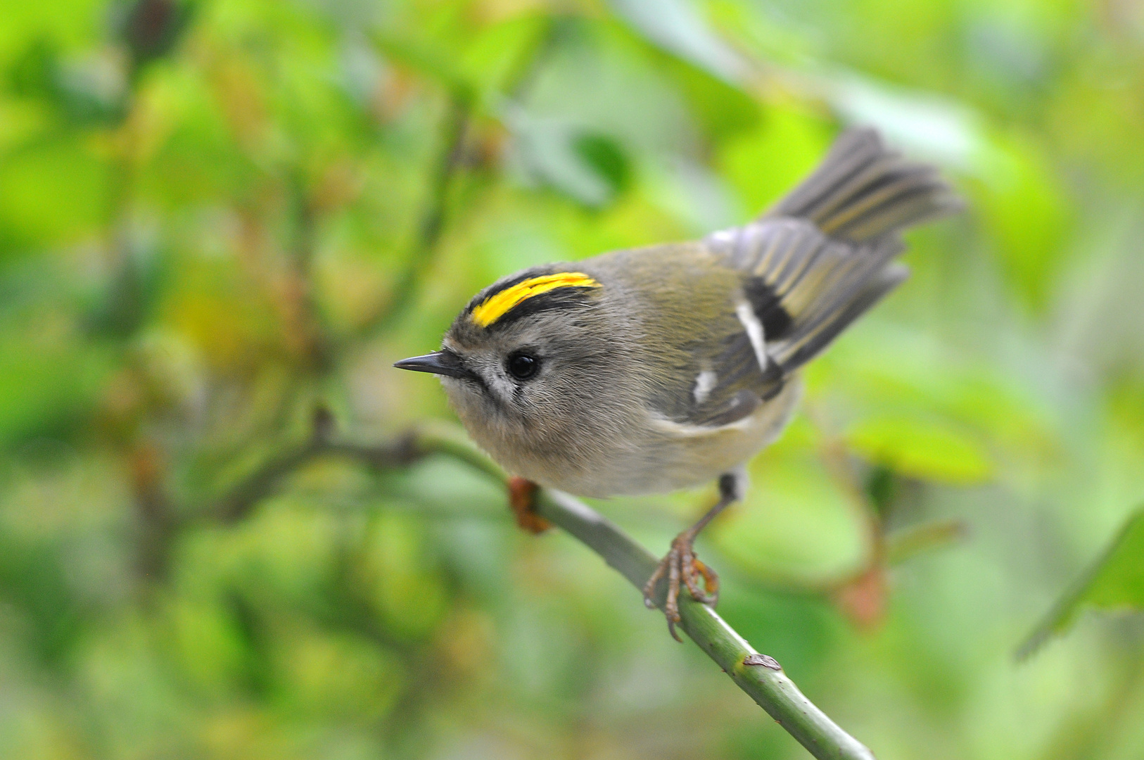 Wintergoldhähnchen