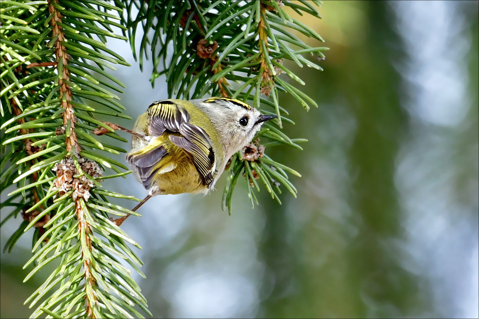 Wintergoldhähnchen