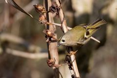 Wintergoldhähnchen 