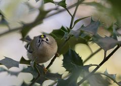 Wintergoldhähnchen