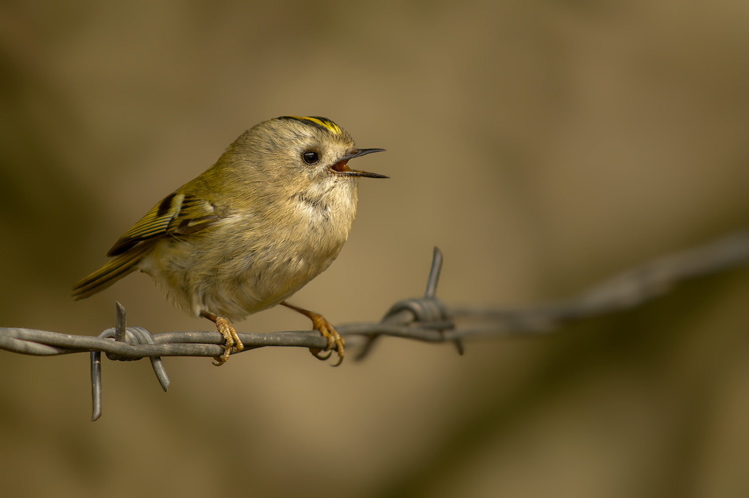 Wintergoldhähnchen