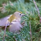 Wintergoldhähnchen