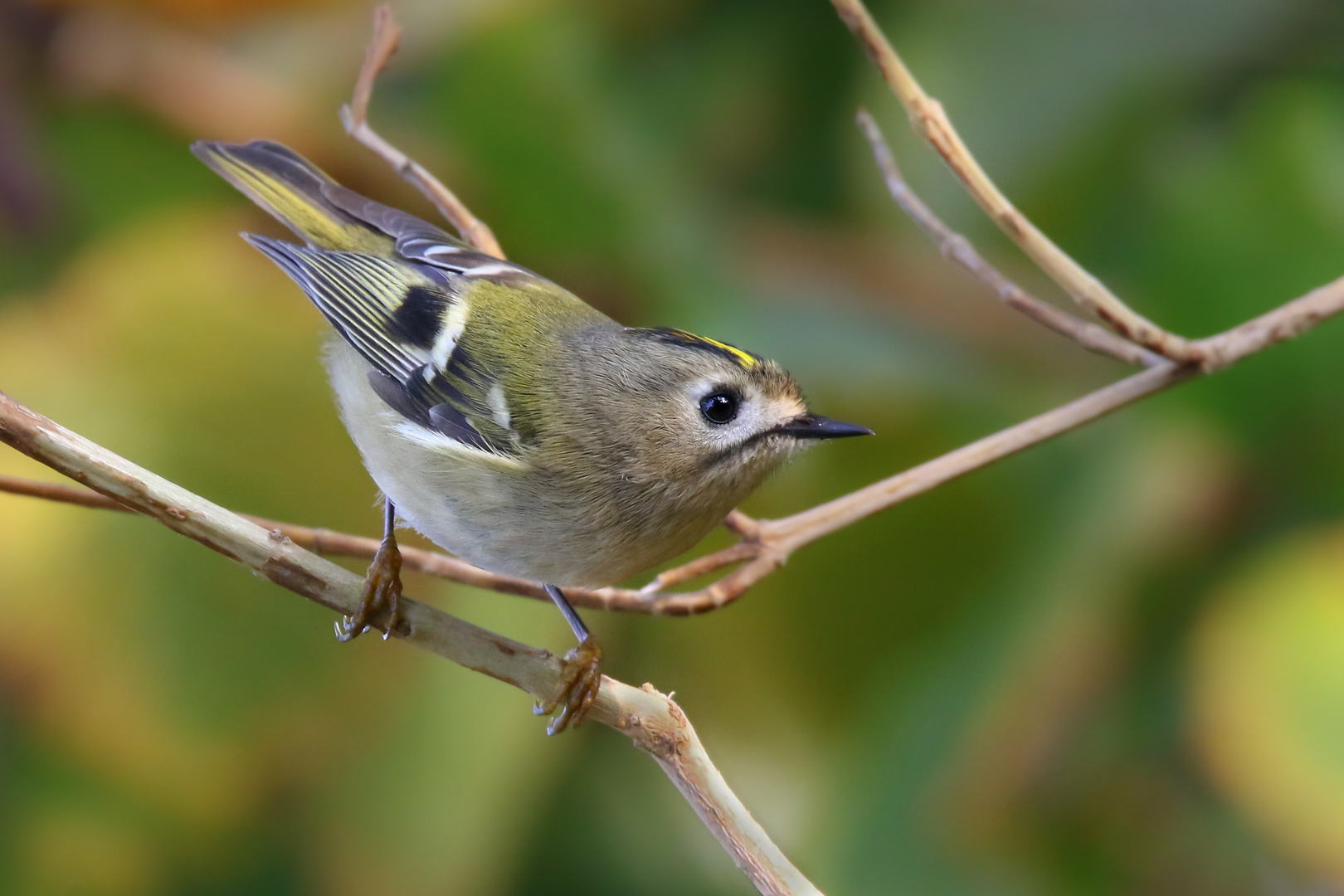 Wintergoldhähnchen 