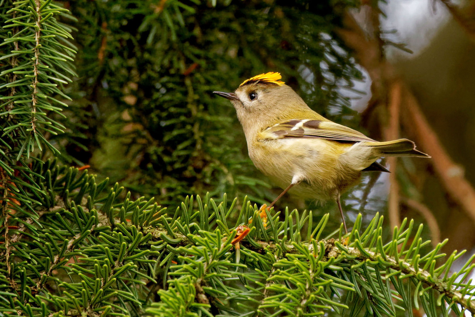 Wintergoldhähnchen