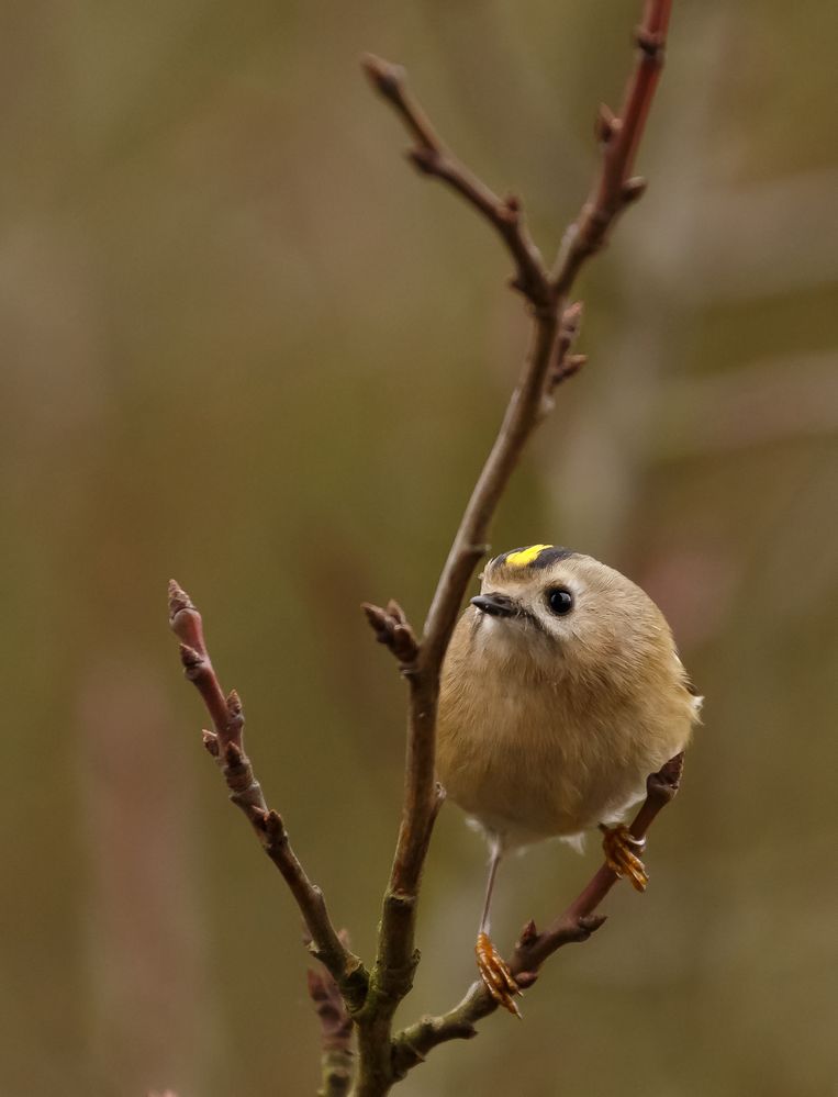 Wintergoldhähnchen 