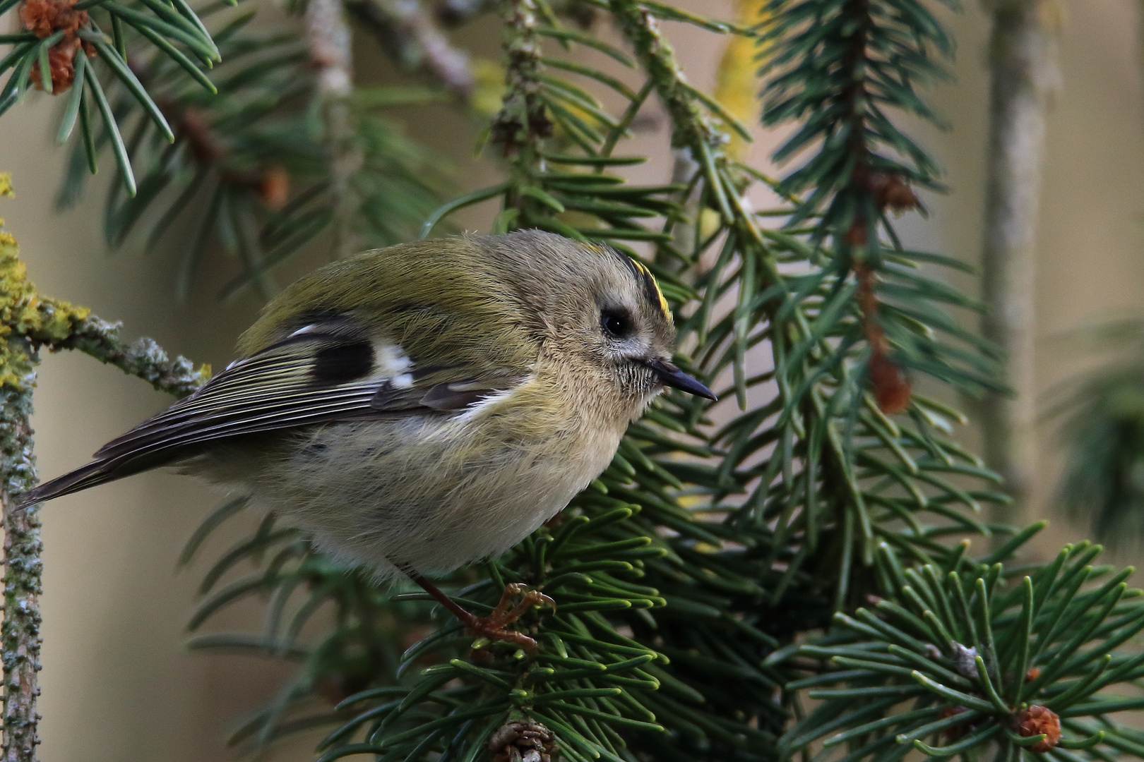 Wintergoldhähnchen